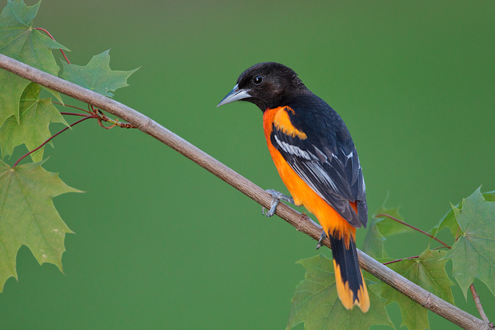 Baltimore Oriole