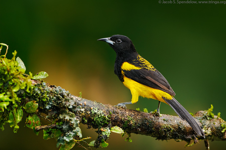 Black-cowled Oriole