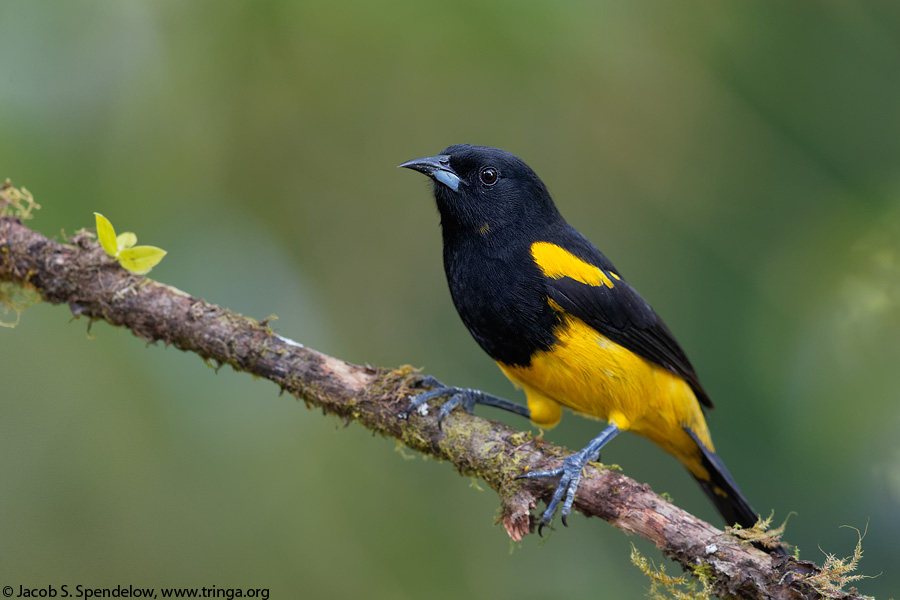 Black-cowled Oriole