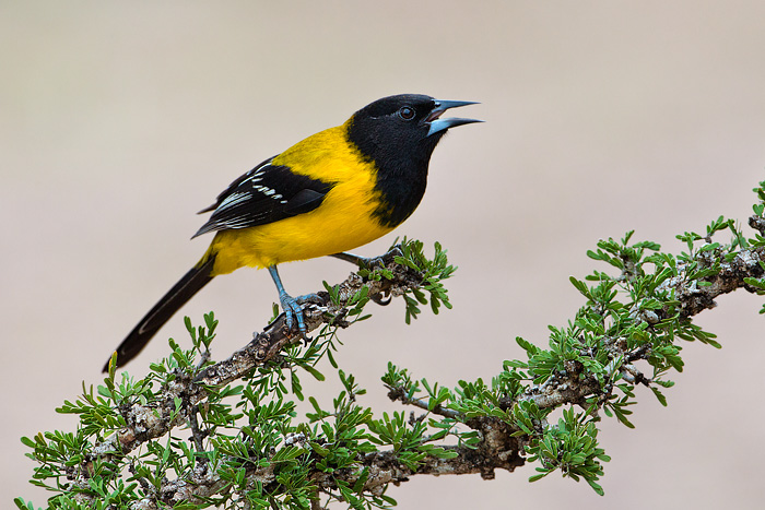 Audubon's Oriole