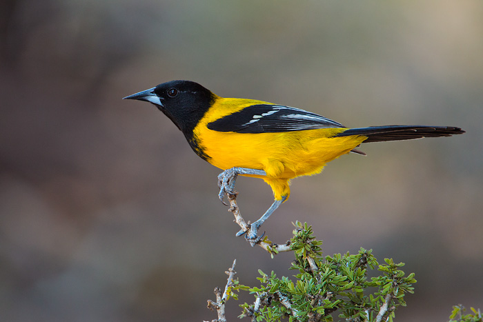 Audubon's Oriole