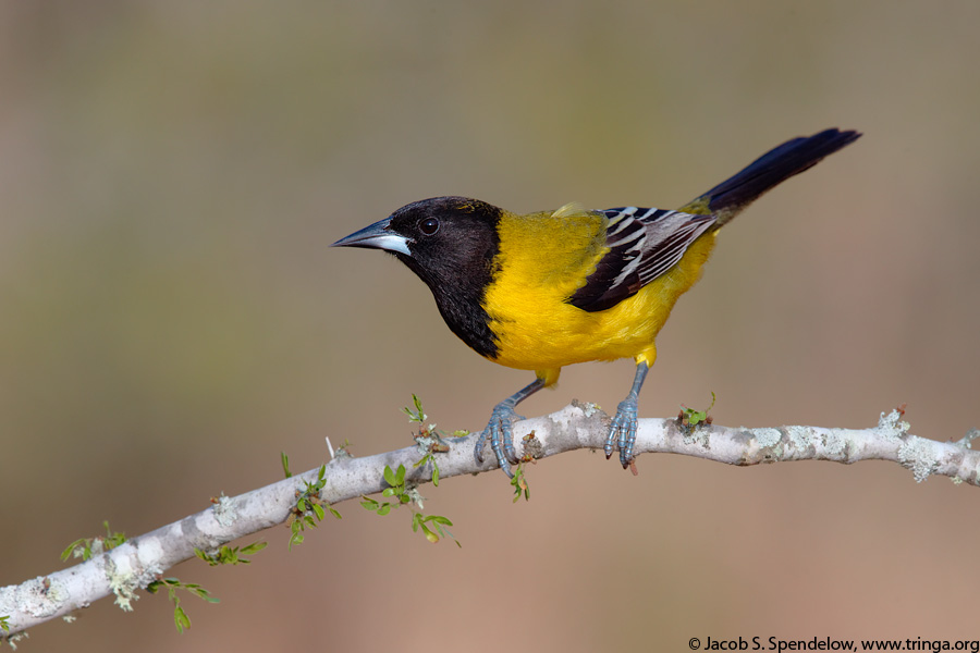 Audubon's Oriole