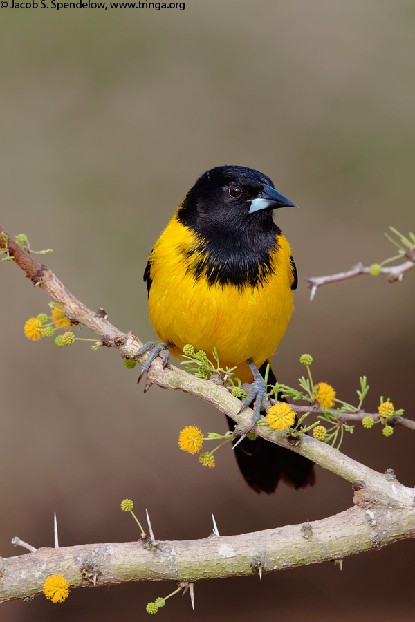 Audubon's Oriole