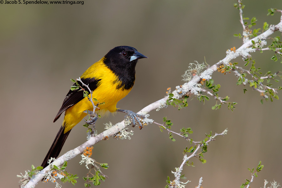 Audubon's Oriole