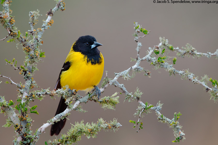 Audubons Oriole