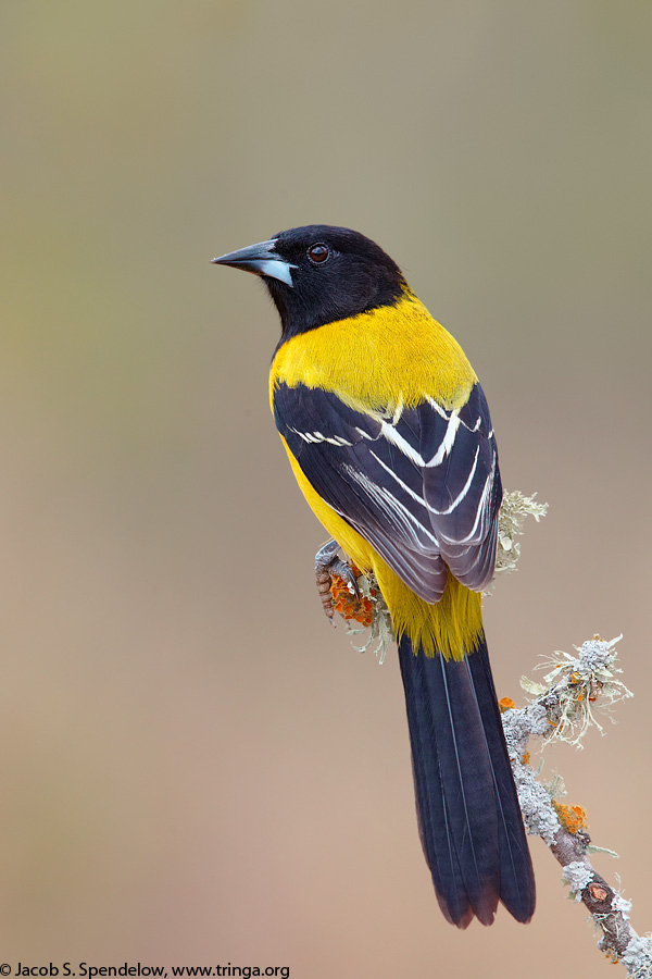 Audubon's Oriole