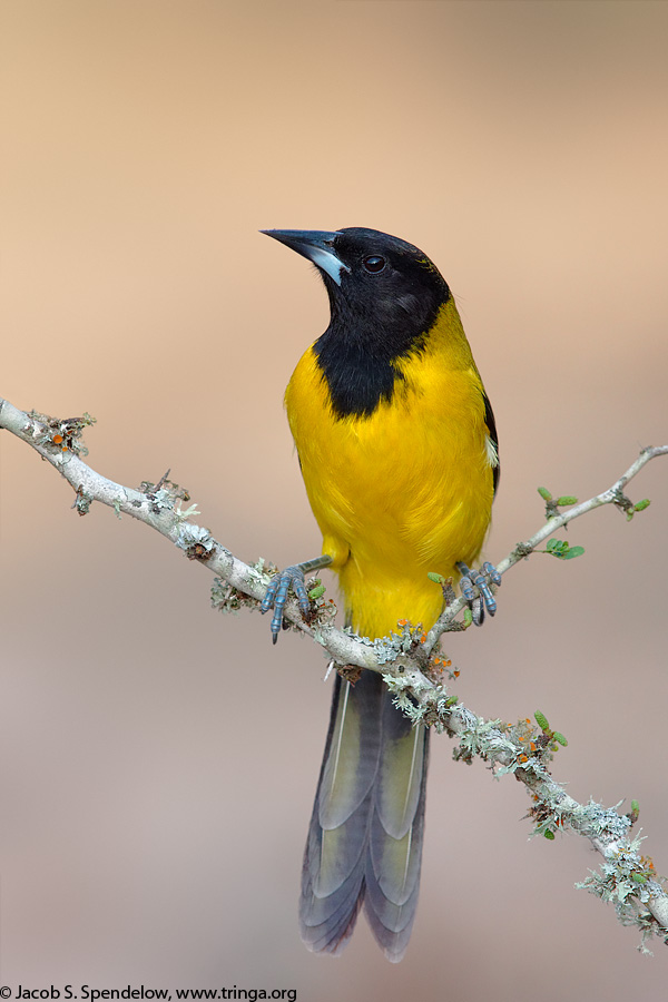 Audubon's Oriole