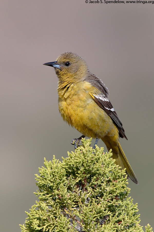 Scott's Oriole