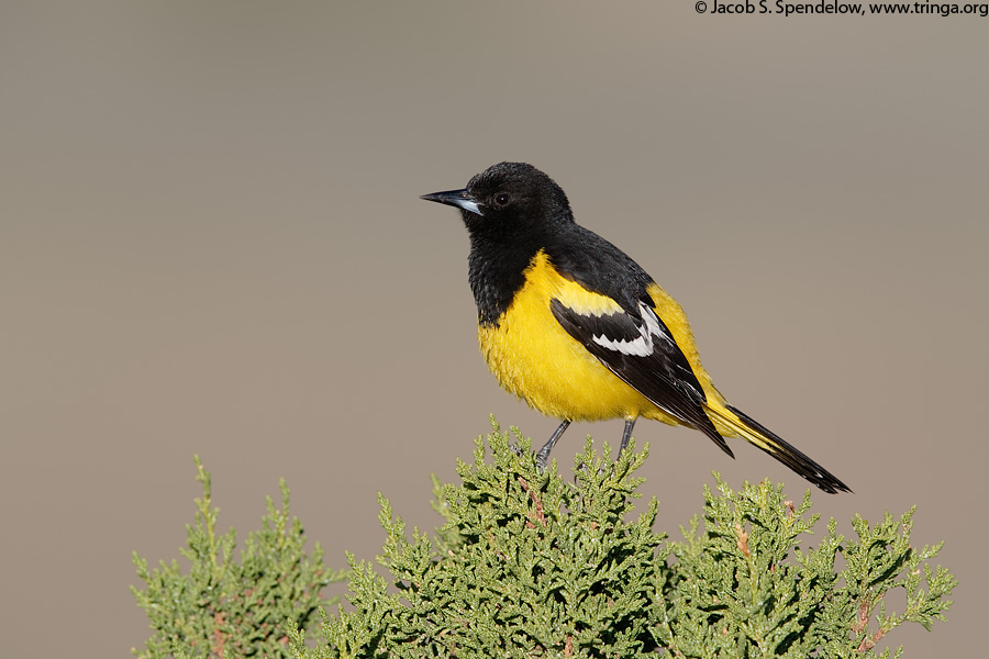 Scotts Oriole