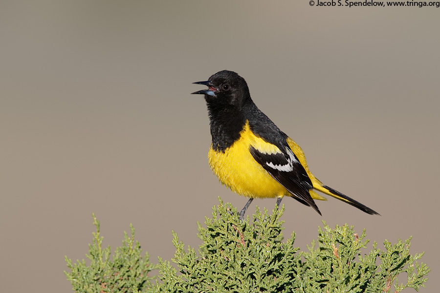 Scott's Oriole