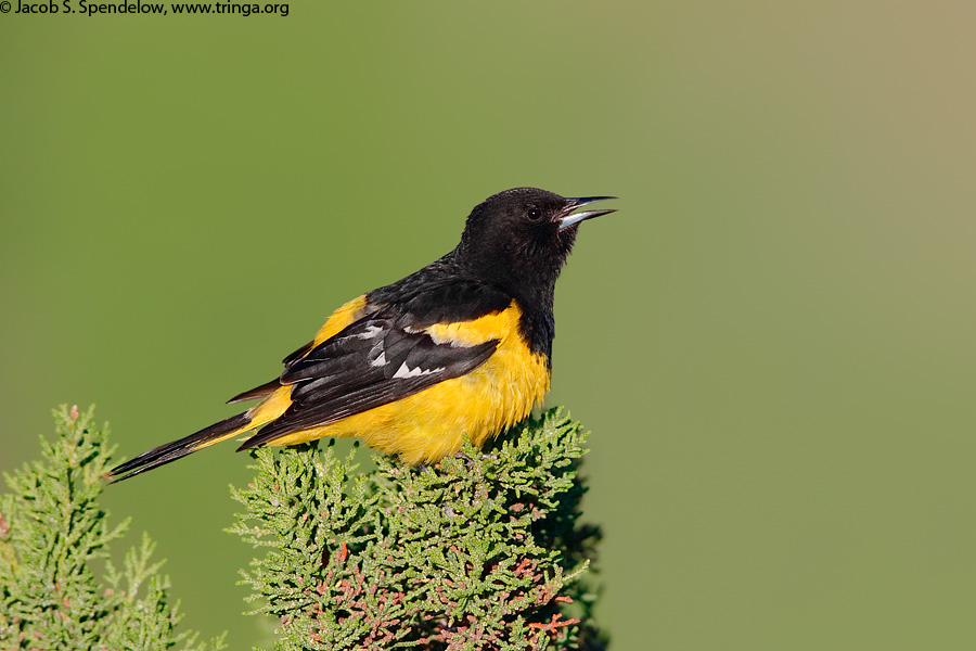 Scott's Oriole