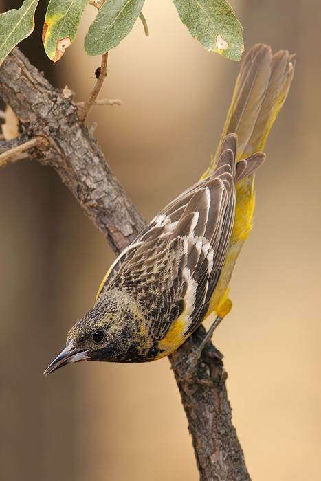 Scott's Oriole