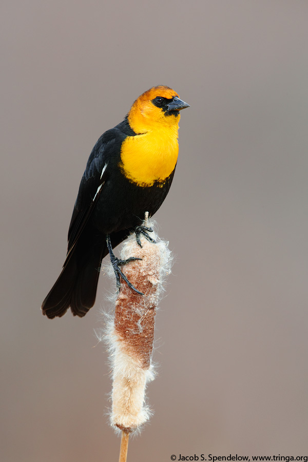 Yellow-headed Blackbird