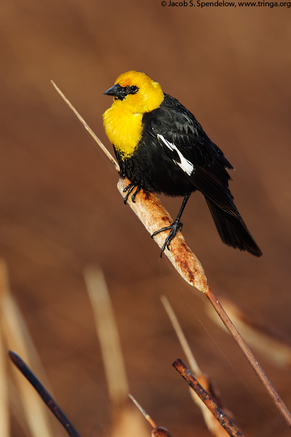 Yellow-headed Blackbird