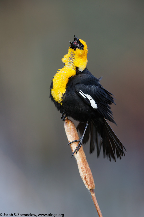 Yellow-headed Blackbird