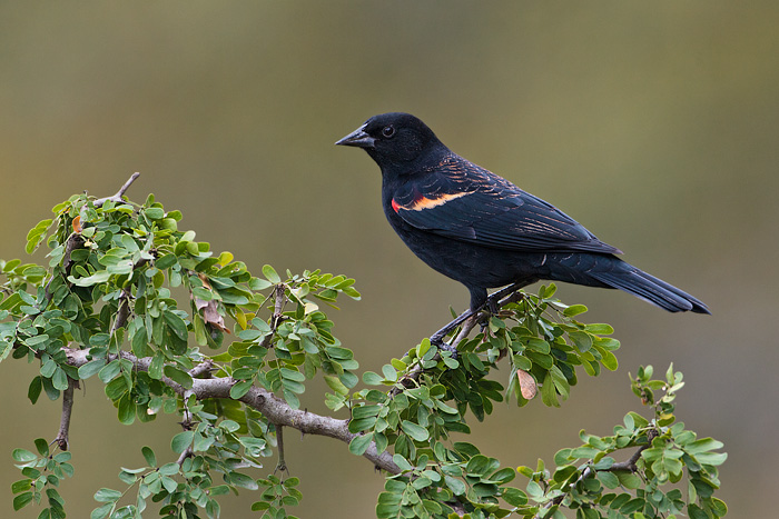 Red-winged Blackbird