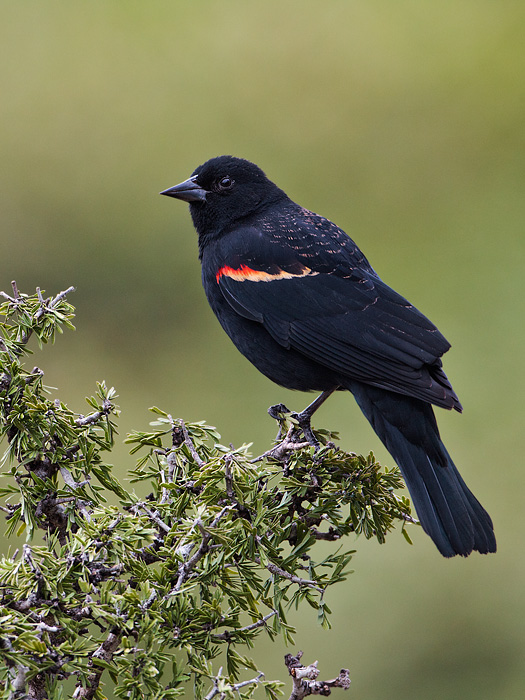 Red-winged Blackbird