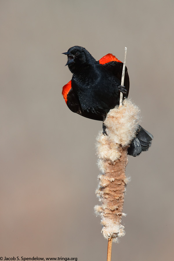 Red-winged Blackbird