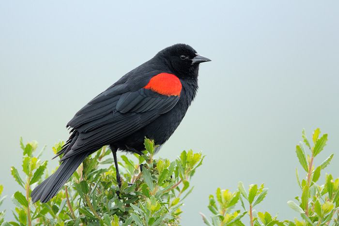 Red-winged Blackbird