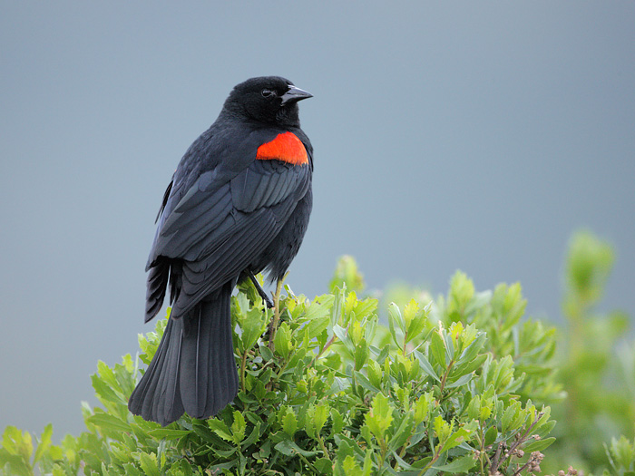 Red-winged Blackbird