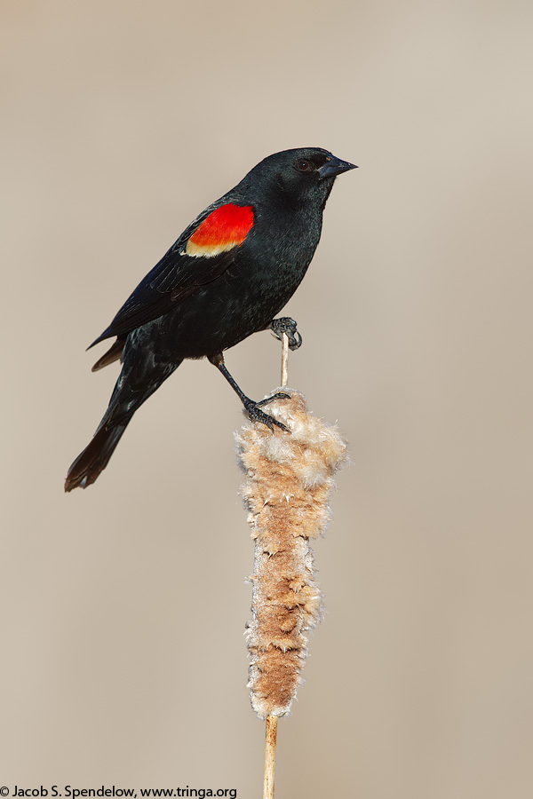 Red-winged Blackbird