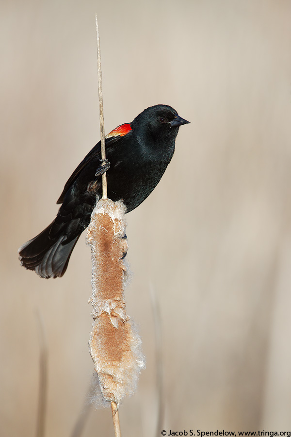 Red-winged Blackbird