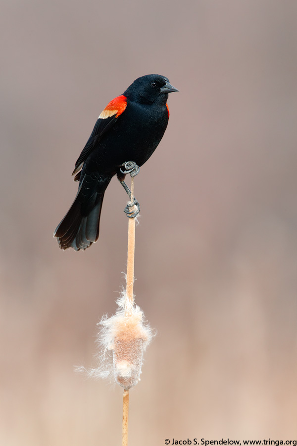 Red-winged Blackbird