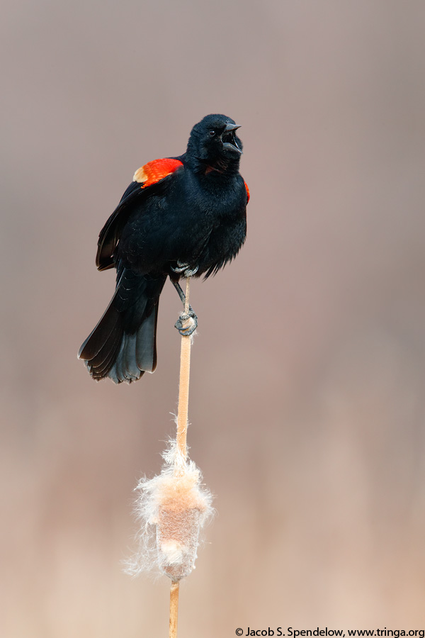 Red-winged Blackbird