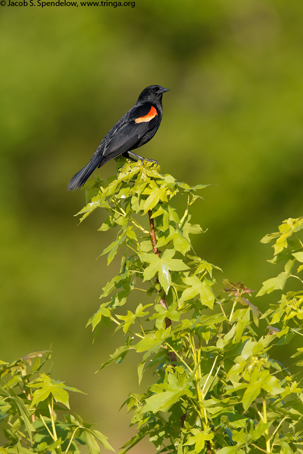 Red-winged Blackbird