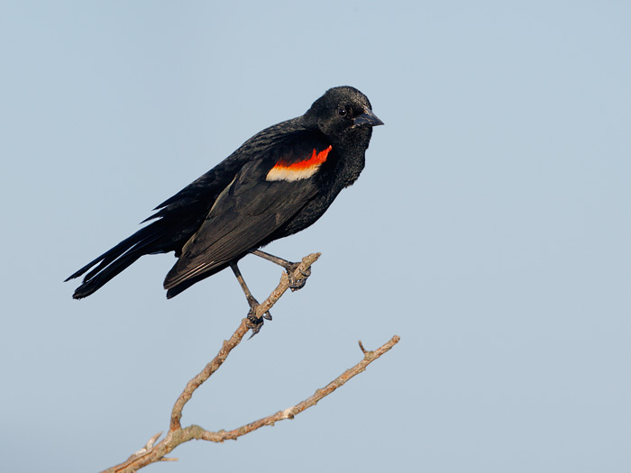 Red-winged Blackbird