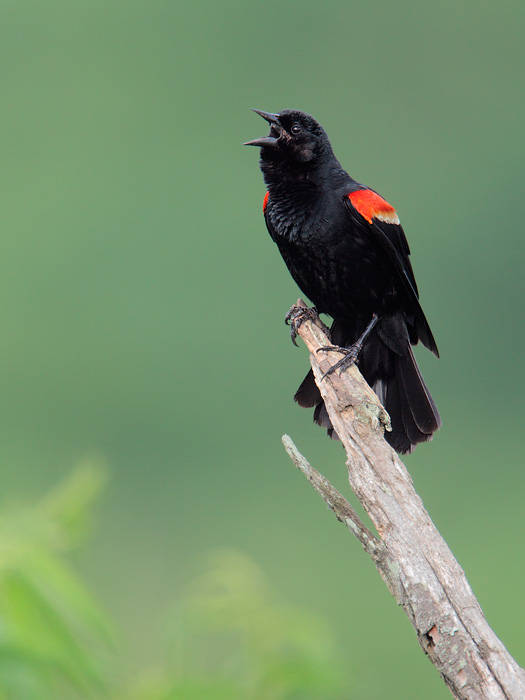 Red-winged Blackbird