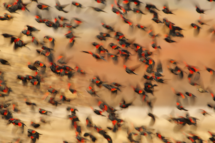 Red-winged Blackbird