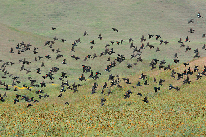 Tricolored Blackbird