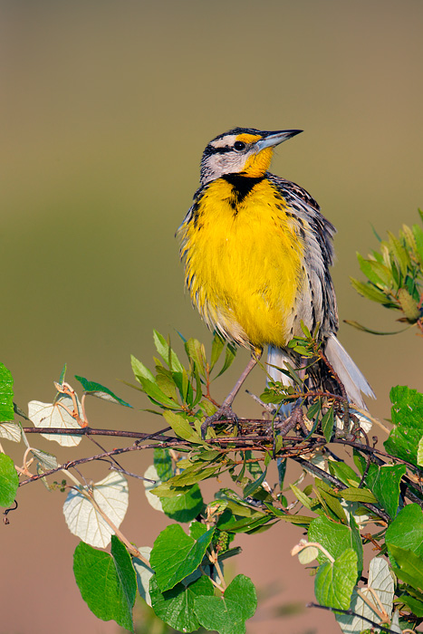 Eastern Meadowlark