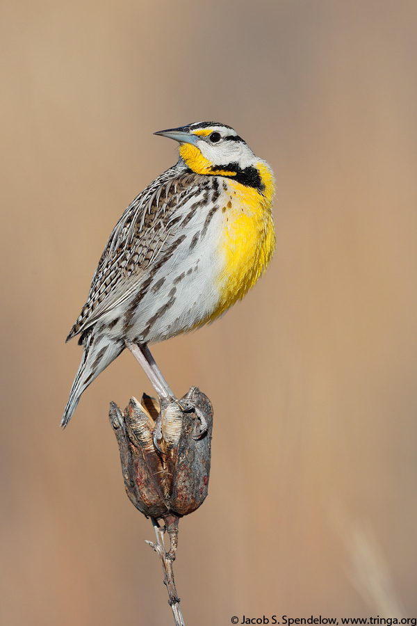 Eastern Meadowlark (Lilian's Meadowlark)