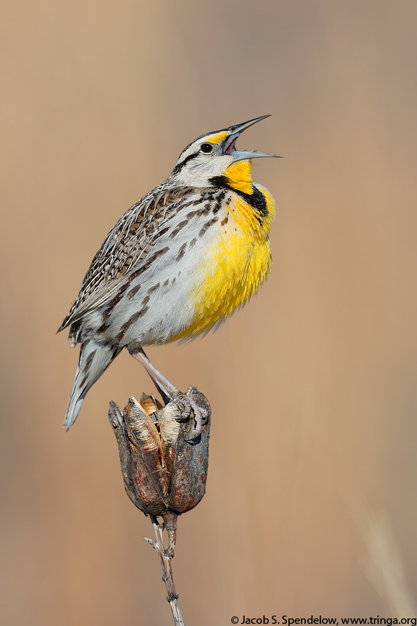 Eastern Meadowlark (Lilian's Meadowlark)