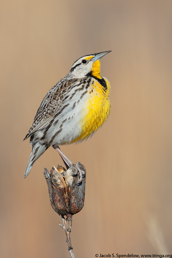 Eastern Meadowlark (Lilian's Meadowlark)