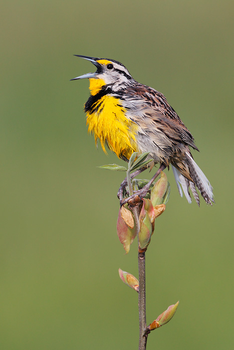 Eastern Meadowlark