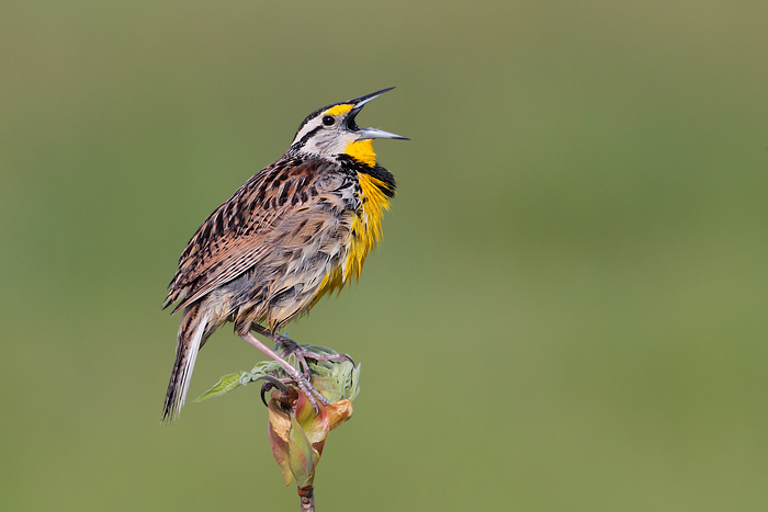 Eastern Meadowlark