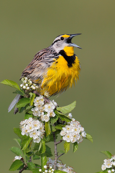 Eastern Meadowlark