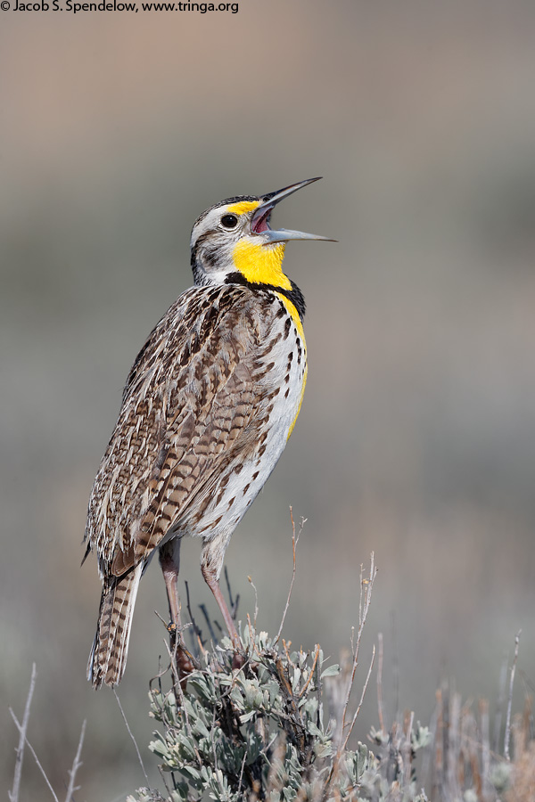 Western Meadowlark