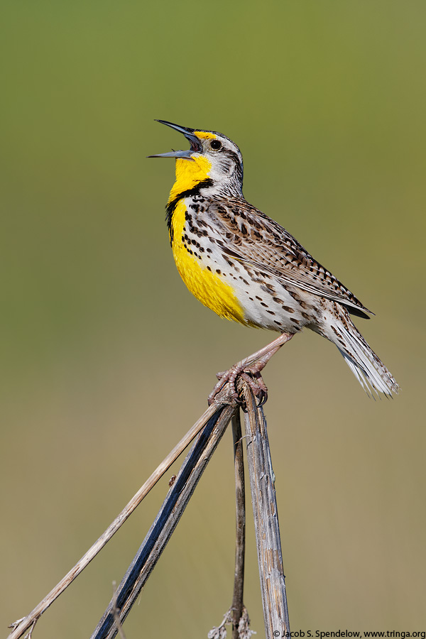 Western Meadowlark