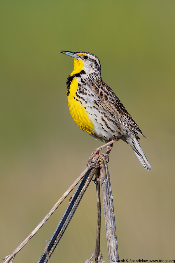 Western Meadowlark