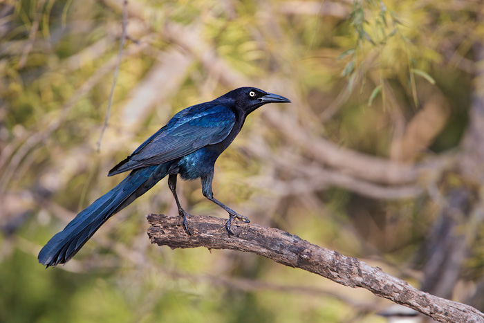 Great-tailed Grackle