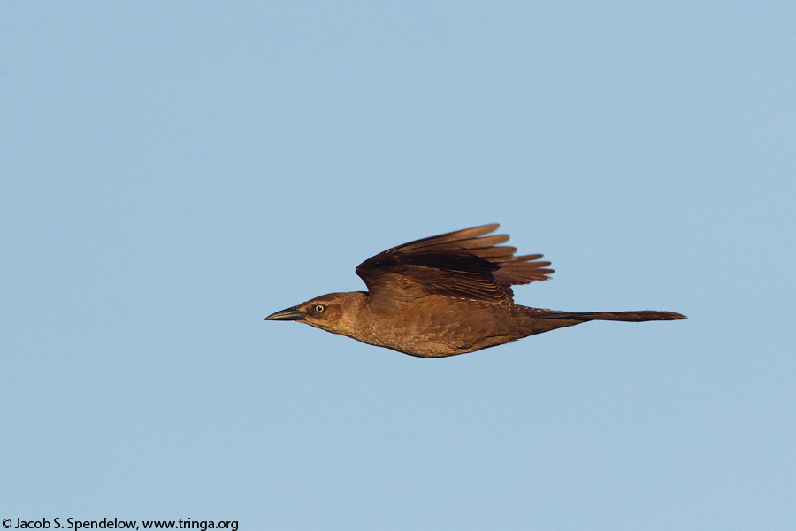 Great-tailed Grackle