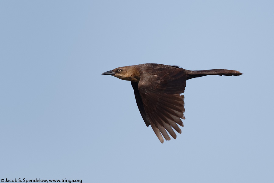 Great-tailed Grackle