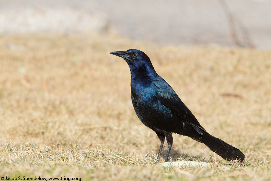 Great-tailed Grackle