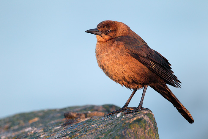 Boat-tailed Grackle