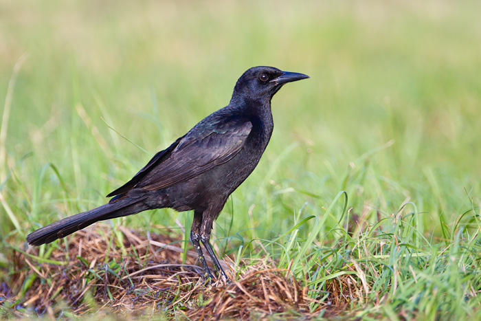 Boat-tailed Grackle