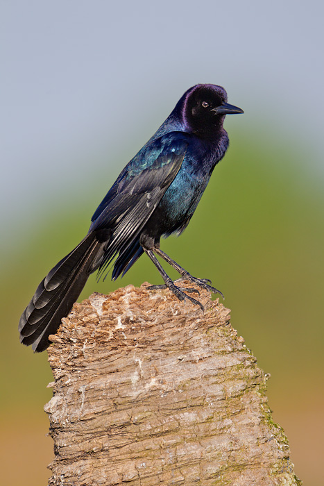 Boat-tailed Grackle